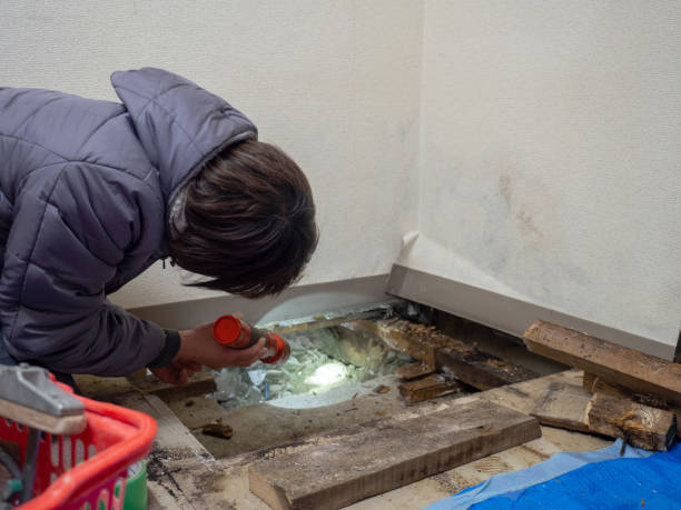  Houston, AK Mold Removal Pros