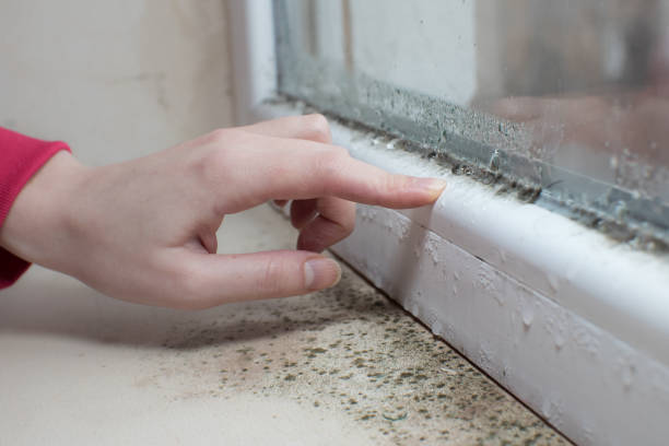 Houston, AK Mold Removal Company